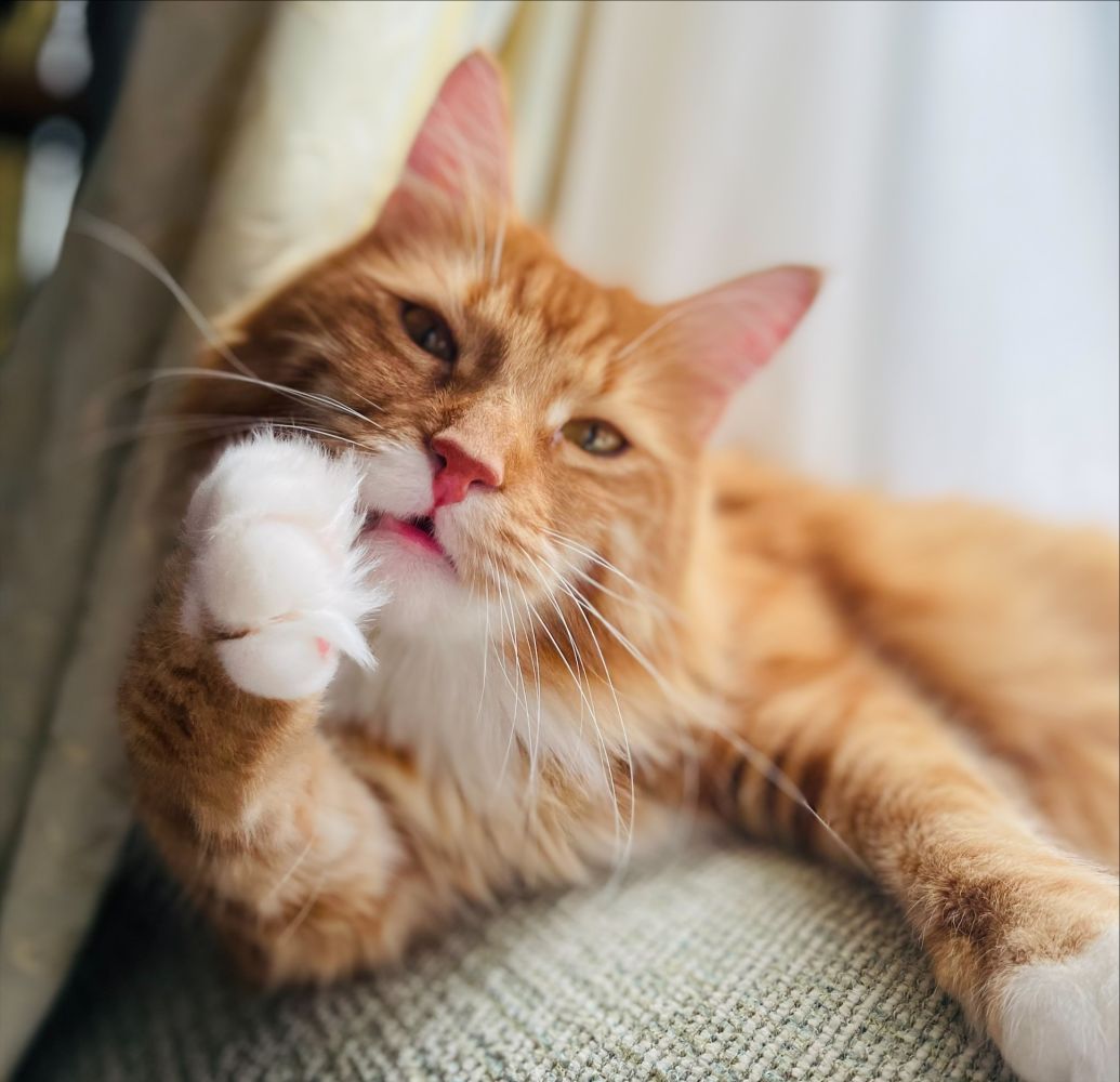 ノーイメージタグ