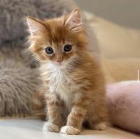 ノーイメージタグ